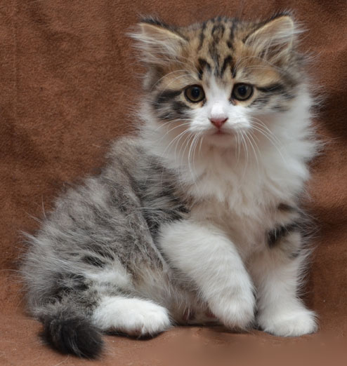 sibirisk kattunge Valentine