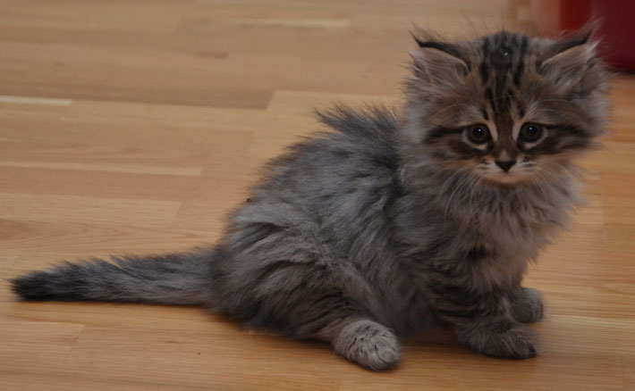 sibirisk kattunge Vincente