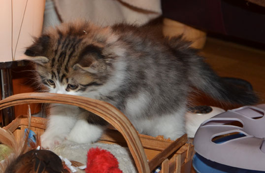 sibirisk kattunge Valentine