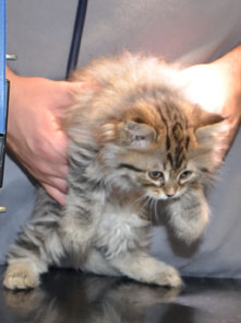 sibirisk kattunge Vincente