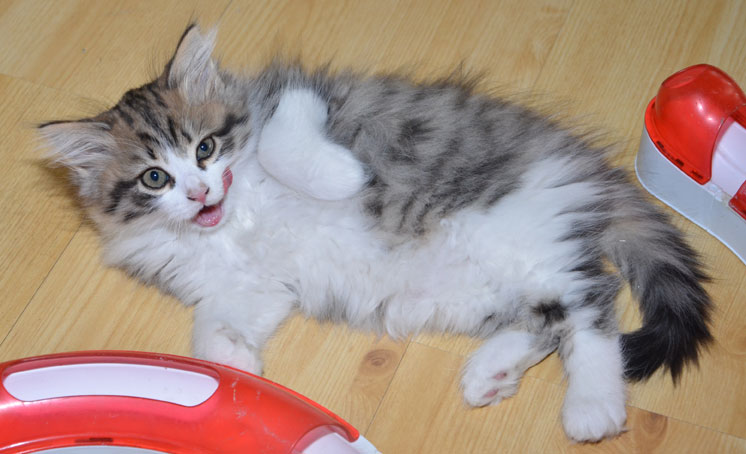 sibirisk kattunge Valentine
