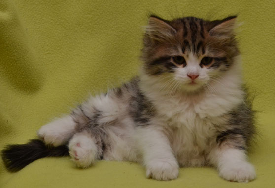 sibirisk kattunge Valentine