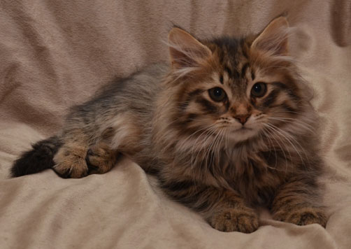 sibirisk kattunge Uranus