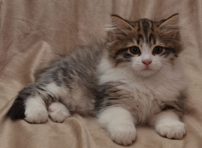 sibirisk kattunge Valentine