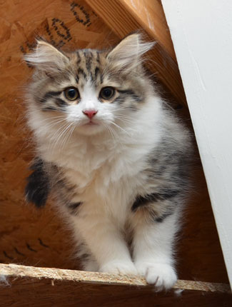sibirisk kattunge Valentine