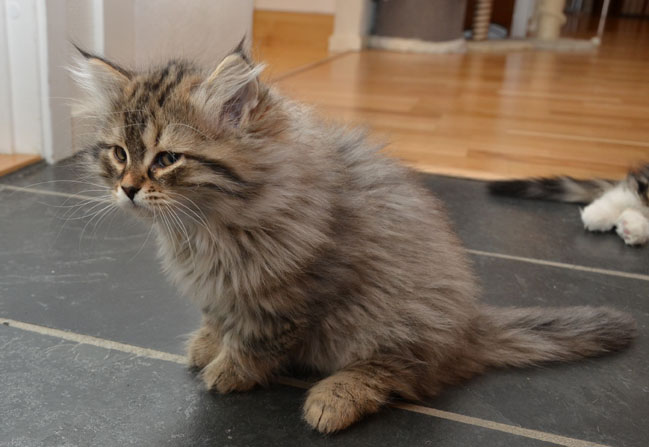 sibirisk katt Vincente