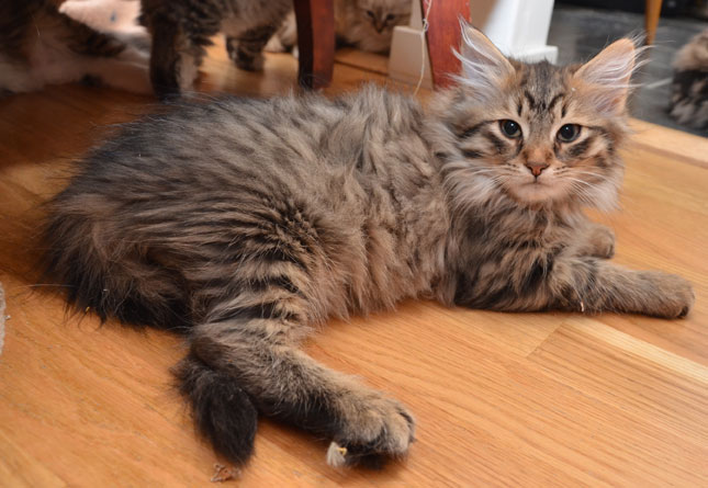 sibirisk katt Uranus