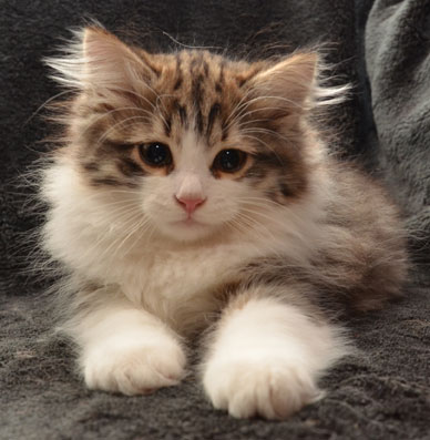 sibirisk katt Valentine