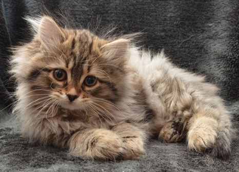 sibirisk kattunge Vincente