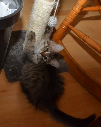 sibirisk kattunge Uranus