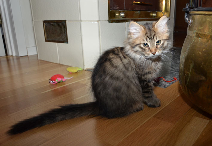 sibirisk kattunge Uranus
