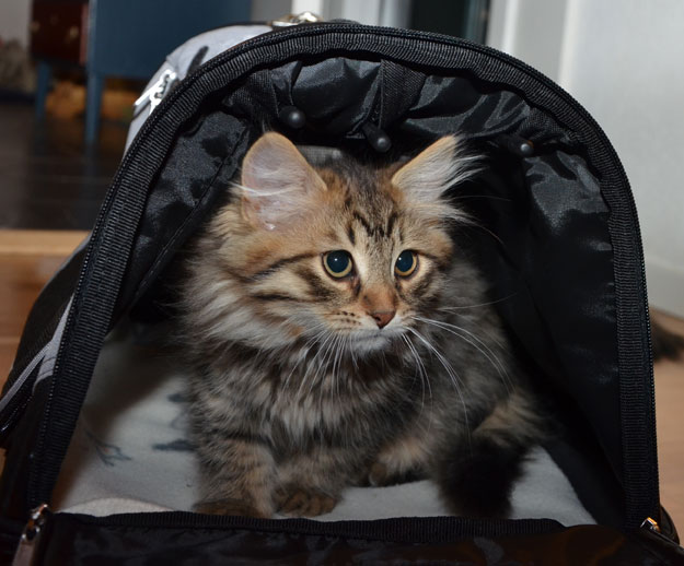 sibirisk kattunge Uranus