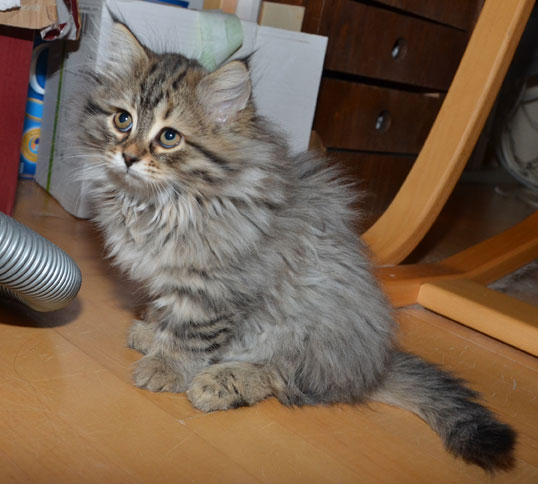 sibirisk kattunge Vincente