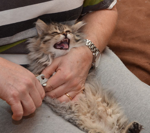 sibirisk kattunge Vincente