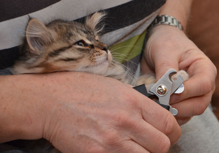 sibirisk kattunge Vera