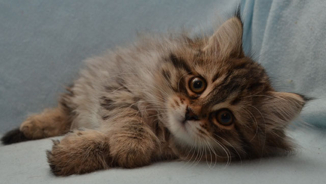 sibirisk kattunge Vincente
