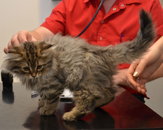 sibirisk kattunge Vincente