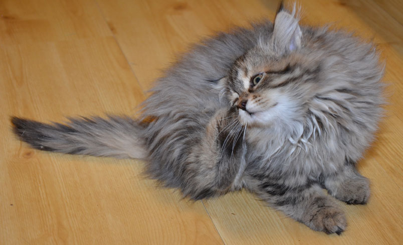 sibirisk kattunge Vincente