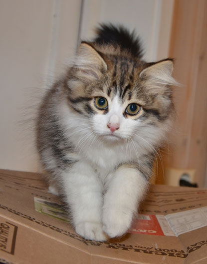 sibirisk kattunge Valentine