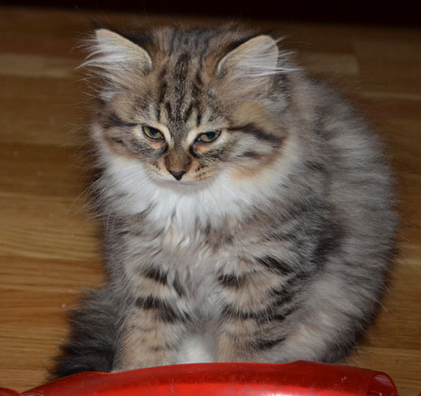 sibirisk kattunge Vera