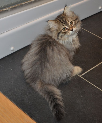 sibirisk kattunge Vincente