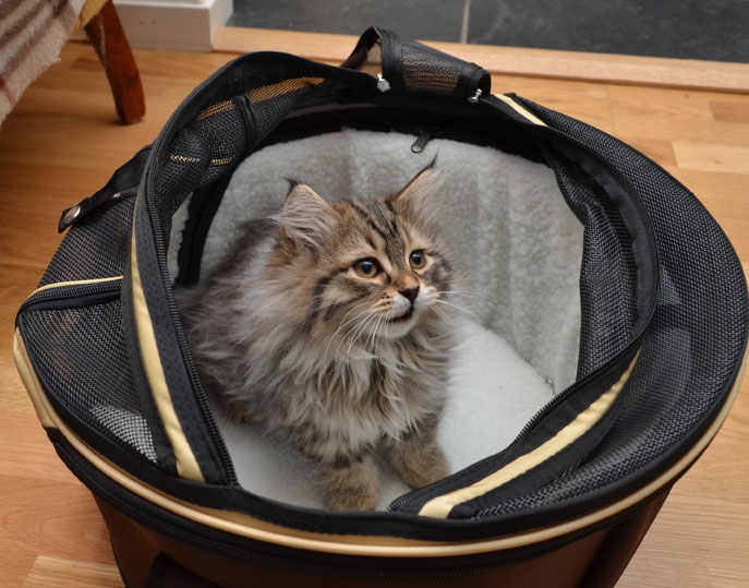 sibirisk kattunge Vincente