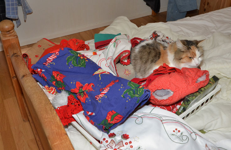 Sibirisk katt Colbie