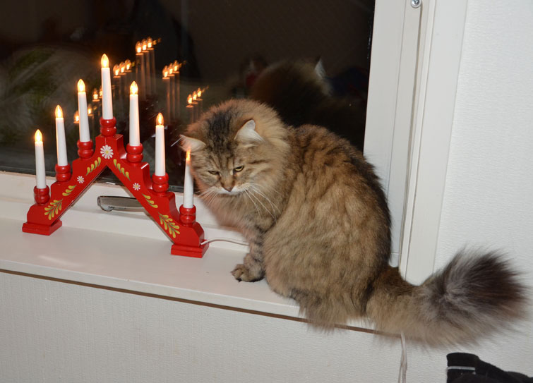 sibirisk katt Gabbie