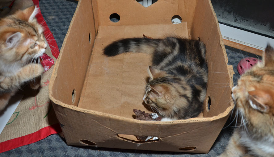 sibirisk katt Umbriel