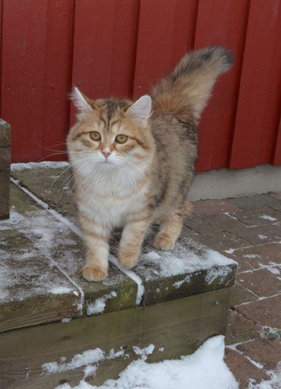 sibirisk katt Uni