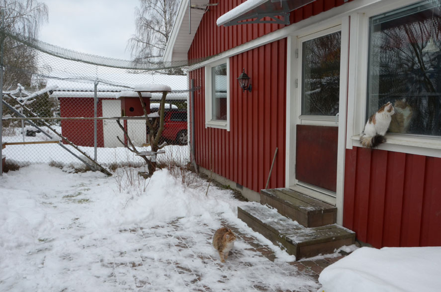 Starskys kattgård