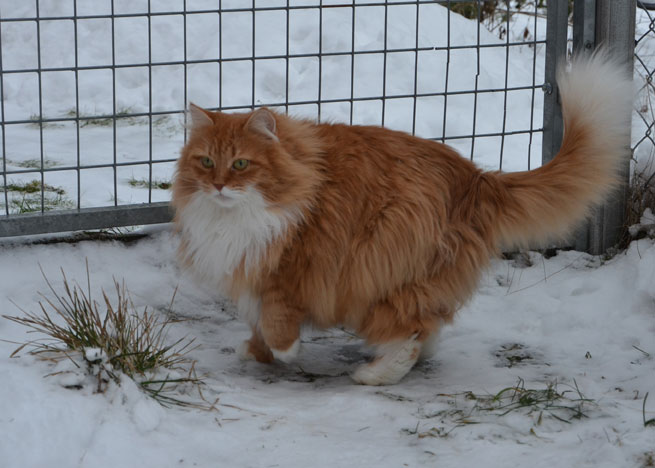 sibirisk katt Queeni
