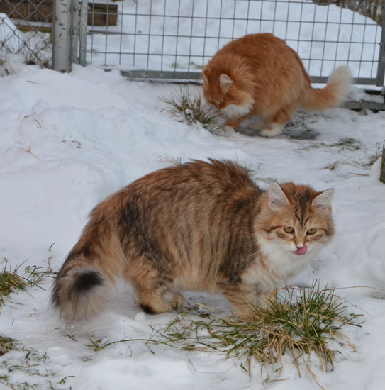 sibirisk katter Uni Queeni