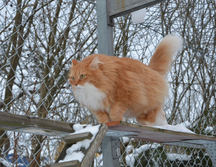sibirisk katt Queeni