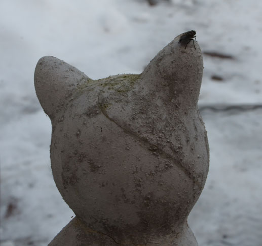 Fluga på katthuvud