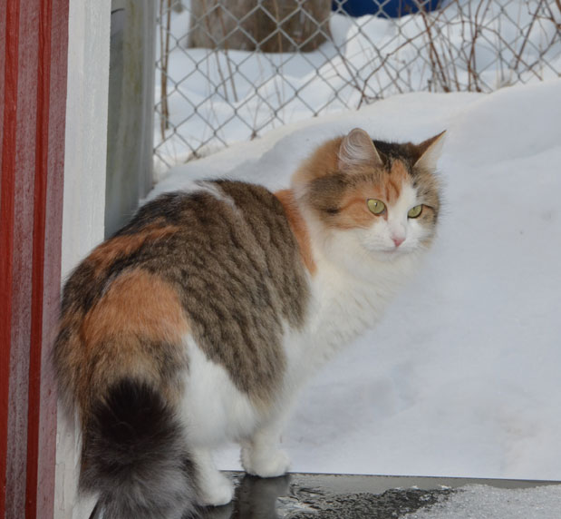 sibiisk katt Colbie