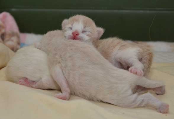 sibirks kattungar Mantas
