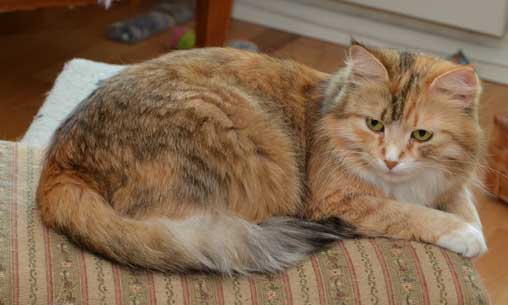 sibirisk katt Dani