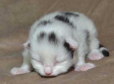 sibirisk kattunge Walker