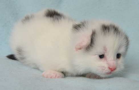 sibirisk kattunge Walker