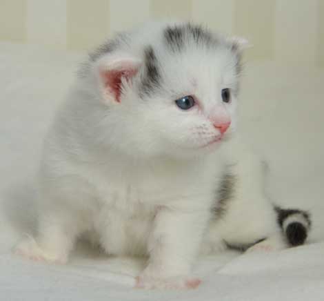 sibirisk kattunge Walker