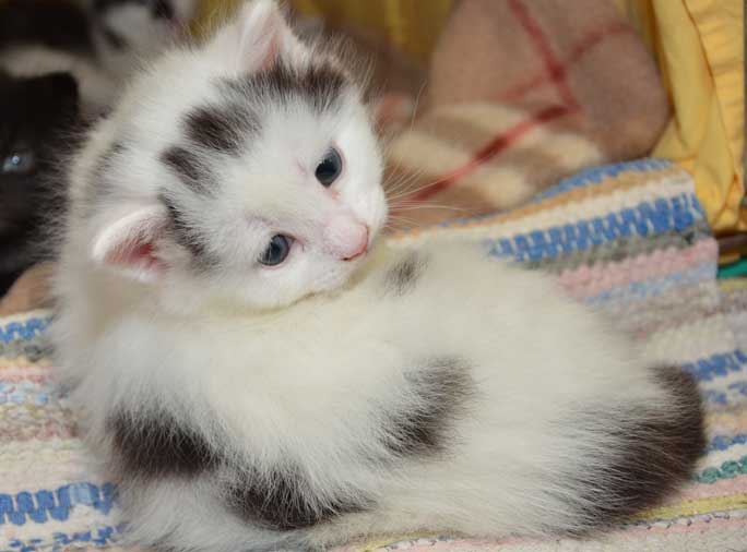 sibirisk kattunge Walker