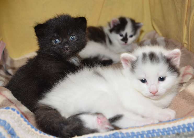 sibiriska kattungar W-kull
