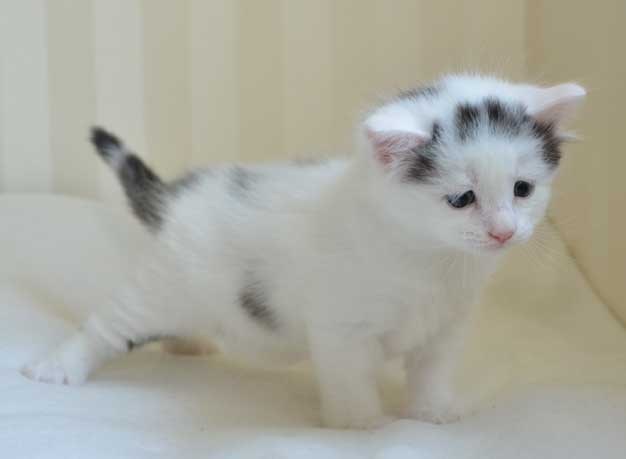sibirisk kattunge Walker
