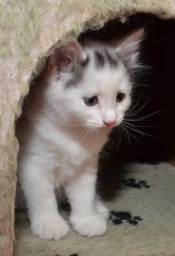 sibirisk kattunge Walker