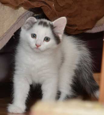 sibirisk kattunge Walker