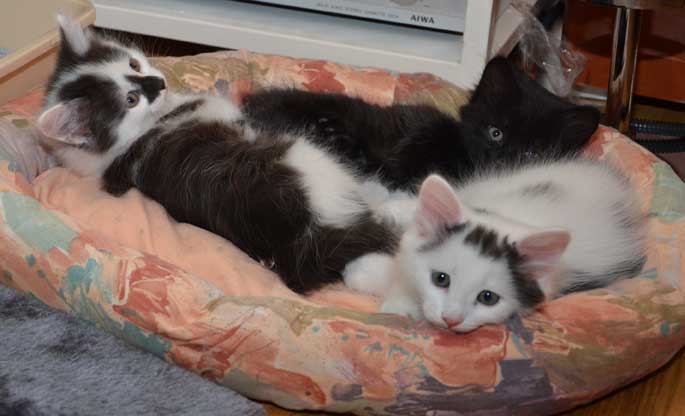 sibiriska kattungar W-kull