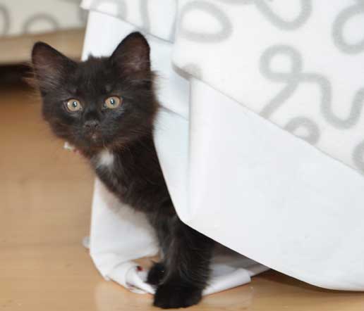 sibirisk kattunge Wise