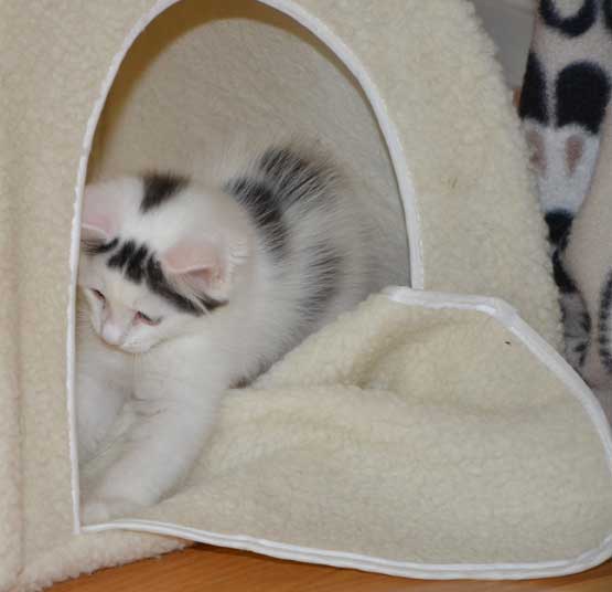 sibirisk kattunge Walker