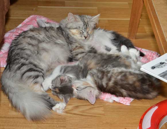 sibiriska kattungar och Zinnie
